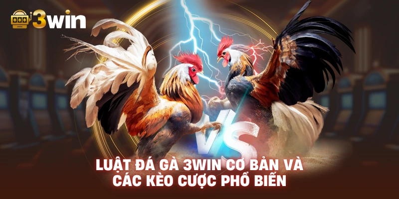 Luật Đá Gà 3WIN Cơ Bản Và Các Kèo Cược Phổ Biến.