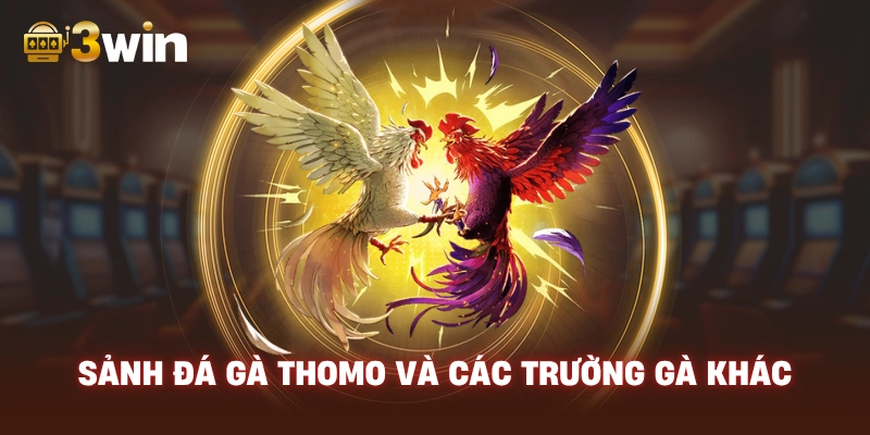 Sảnh Đá Gà Thomo Và Các Trường Gà Khác